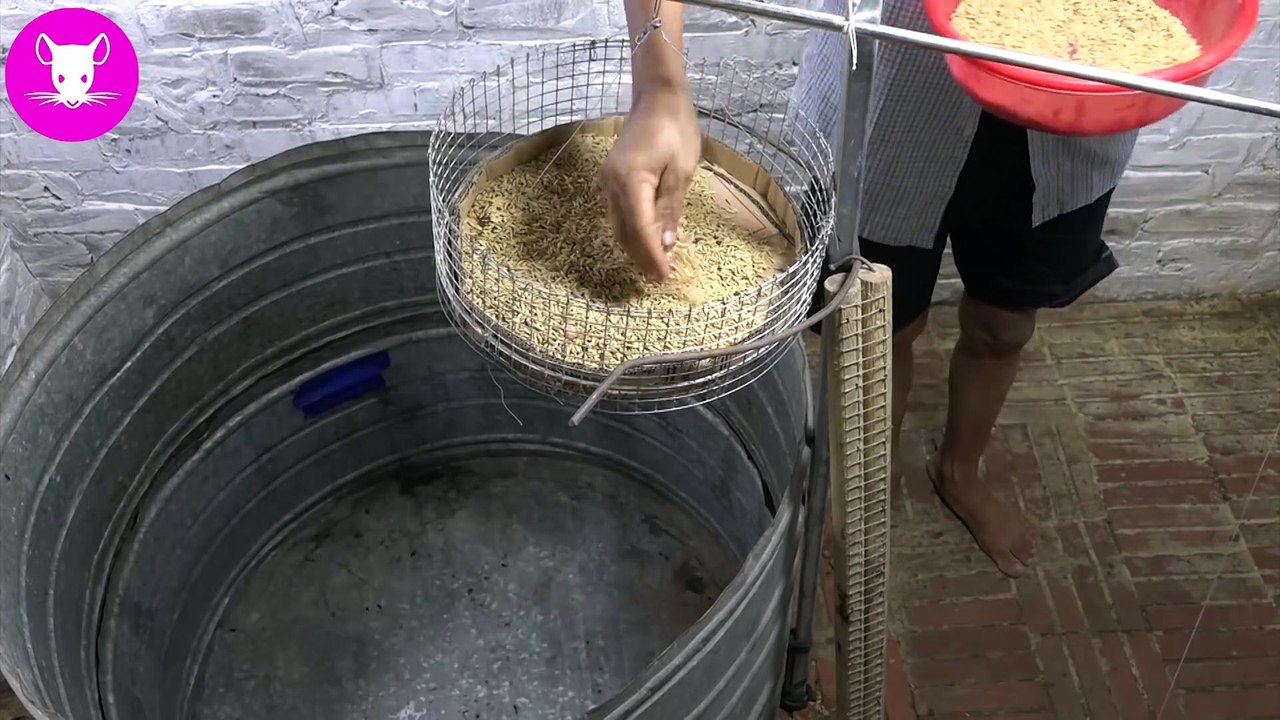 New Type of Mouse Trap - How To Make Mouse Trap - Mouse Trap with Rice Husk - Mouse Trap 2019