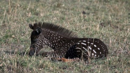 حمار وحشي مرقط في محمية في كينيا