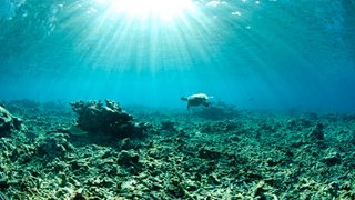 Australiens Great Barrier Reef ist in Gefahr