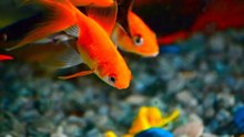 Die beliebtesten Aquariumfische in Deutschland