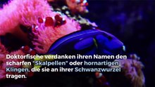 Alles über den blauen Doktorfisch