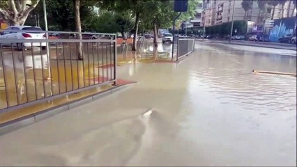 Un poisson traverse la rue pendant les inondations