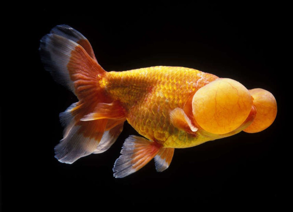 Die verrücktesten Goldfische der Welt
