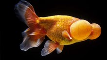 Die verrücktesten Goldfische der Welt