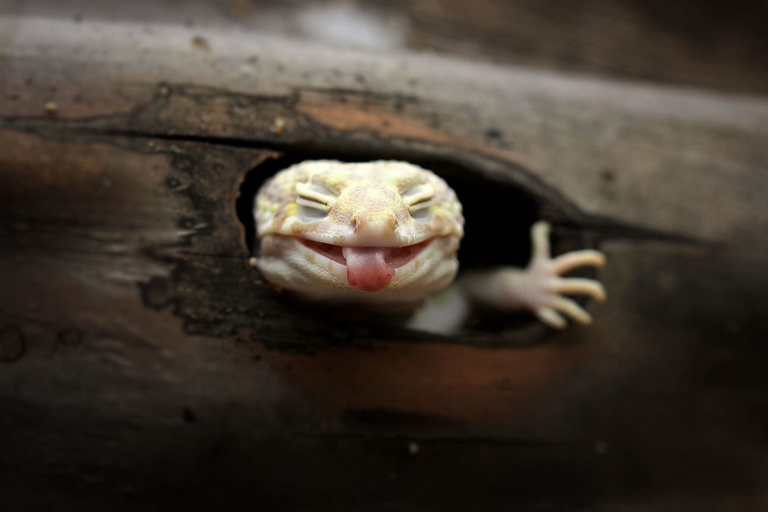 Welche Tiere für mein Terrarium?