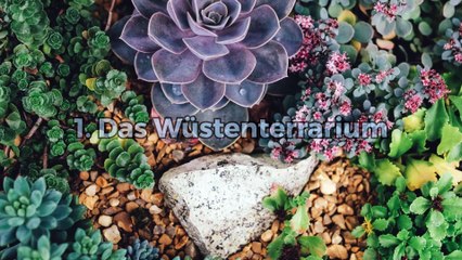 Welche Pflanzen für mein Terrarium?