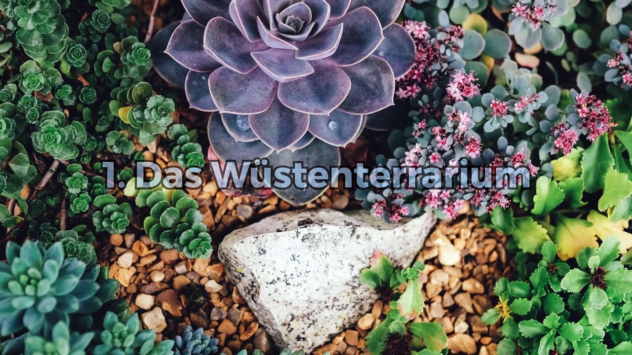 Welche Pflanzen für mein Terrarium?