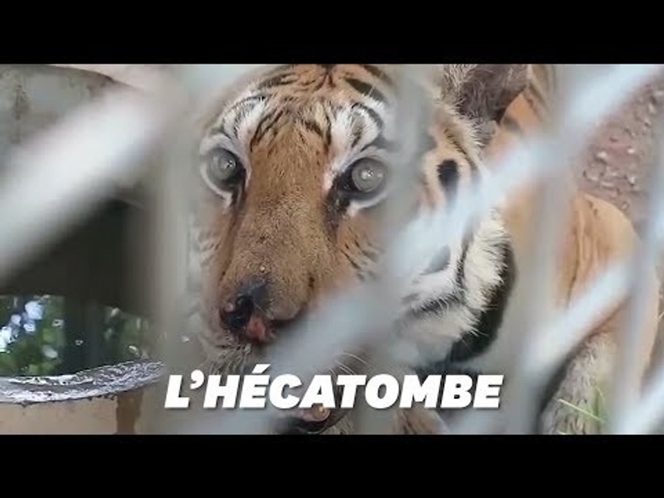 En Thaïlande, 86 tigres rescapés du "Temple des...