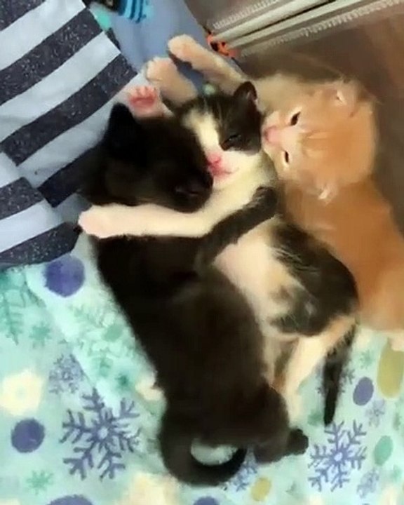Ces trois adorables bébés chats font craquer tout Internet avec leurs échanges de tendresse.