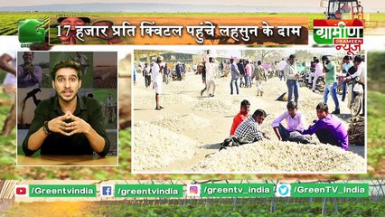 Kisan Bulletin  - लहसुन के दामों में उछाल से खुश किसान - Grameen News