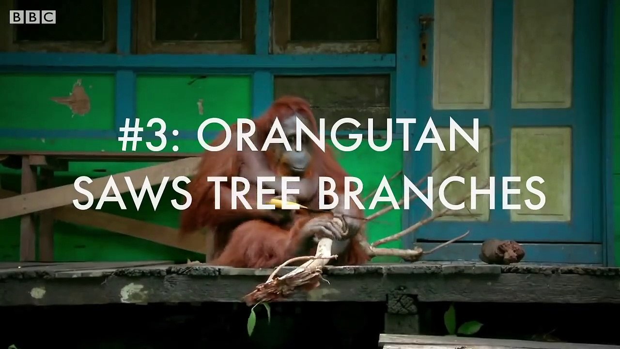 Top 5 Craftiest Animals! - BBC Earth