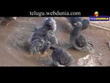 Health Issues with Pigeons