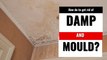 Mould - How to get rid of damp and mould