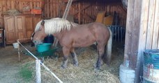 En Alsace, le cheval d'un viticulteur poursuivi par des voisins, excédés par l'odeur de crottin et d'urine