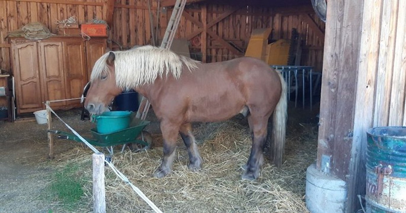 En Alsace, le cheval d'un viticulteur poursuivi par des voisins, excédés par l'odeur de crottin et d'urine