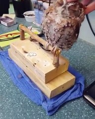 Voici un hibou qui est accro aux caresses jusqu'à perdre le nord