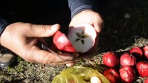 İçi de dışı gibi kırmızı elmaya coğrafi işaret tescili - ARDAHAN