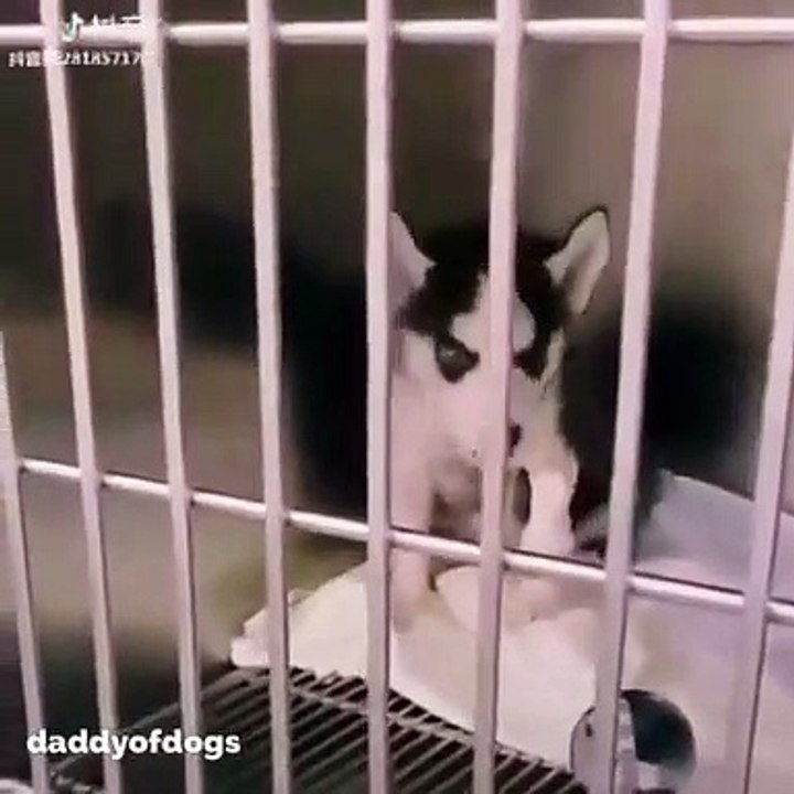 Ce chien lâche des cris comme des humains... Trop drôle