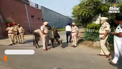 पुलिस अब आवारा पशुओं को भी पकड़ेगी