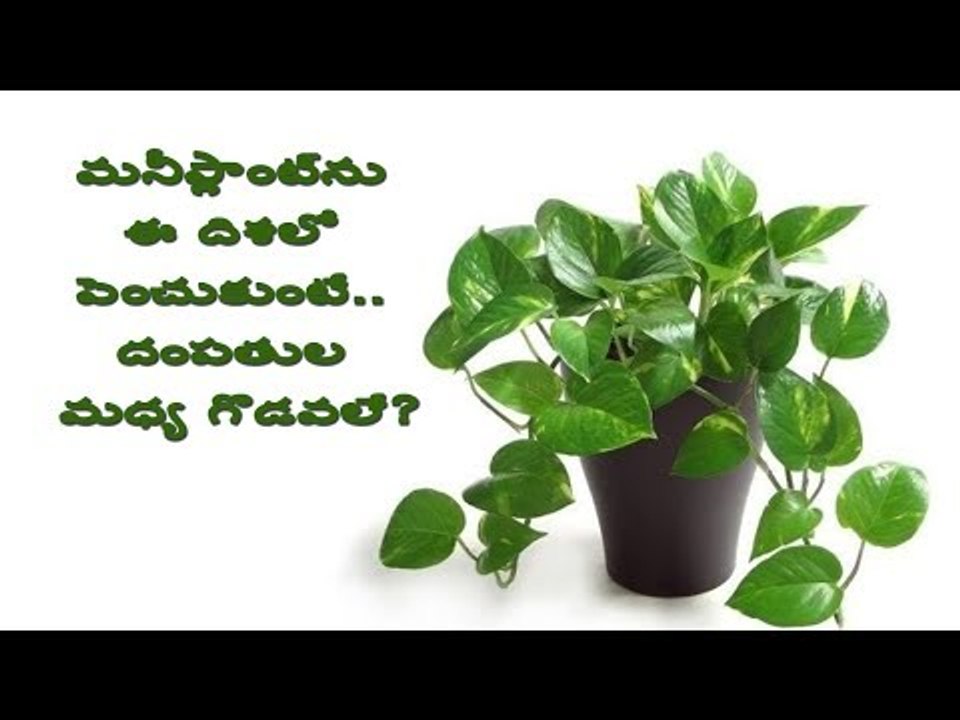Beware: A money plant can affect you negatively if you don't do these things!