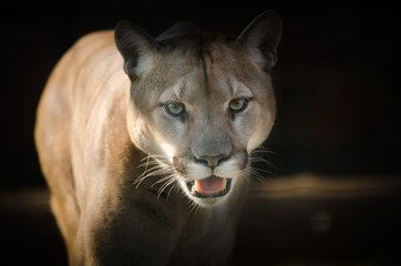 El puma se toma un momento de 'relax' en el cuarto de baño de la casa