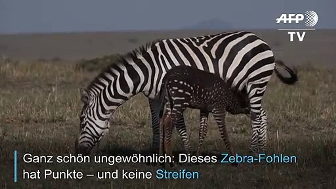 Gepunktetes Zebra lockt Touristen in Scharen