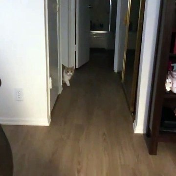 La démarche de ce chat coquin vous mettra de bonne humeur dès le matin