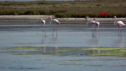 Yalova flamingolar kışı geçirmek için altınova'ya geldi