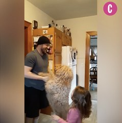 Le saviez-vous ? Les chiens sont très jaloux !