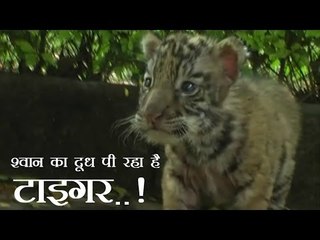 श्वान का दूध पी रहा है टाइगर..!