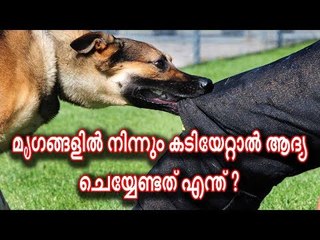 മൃഗങ്ങളില്‍ നിന്നും കടിയേറ്റാല്‍ ആദ്യം ചെയ്യേണ്ടതെന്ത് ? അറിയാം... ചില കാര്യങ്ങള്‍ !