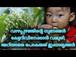 വാഴപ്പഴത്തിന്റെ ഗുണങ്ങള്‍ കേട്ടറിവിനേക്കാള്‍ വലുത്; അറിയാതെ പോകരുത് ഇക്കാര്യങ്ങള്‍