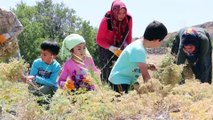 Tarladan sofraya 'Ağın leblebisi'nin lezzet yolculuğu - ELAZIĞ