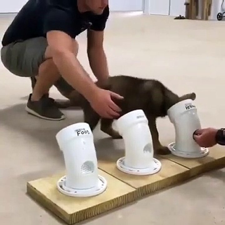 En plein apprentissage, découvrez ce chien policier qui flaire la cocaïne