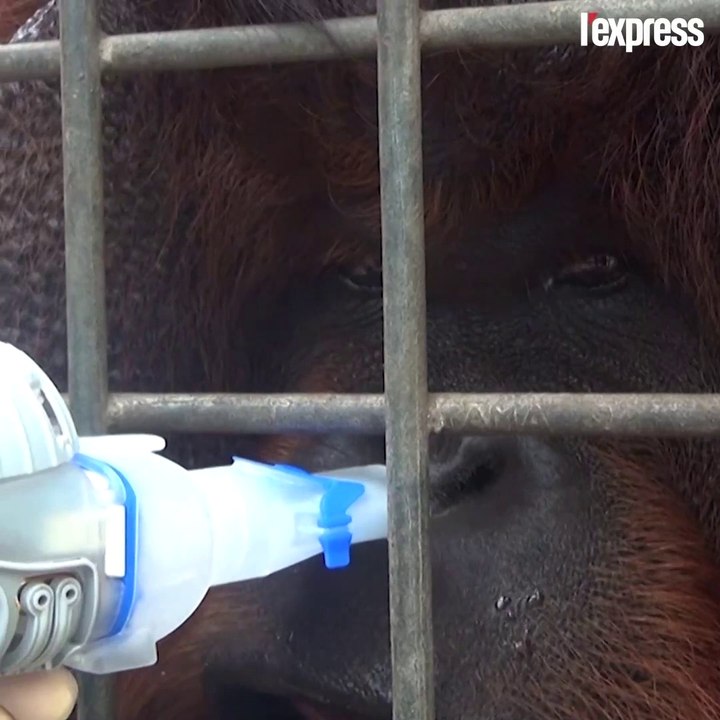 Les orang-outans de Bornéo intoxiqués par des feux de forêt