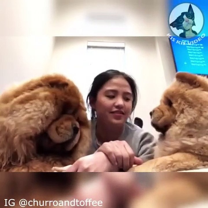 Le trio inséparable ! Ces gros toutous sont trop fans de bisous... Et leur maîtresse n'hésite pas