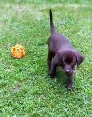 Ce chien s'amuse avec une balle, mais il fait vite d'abandonner 