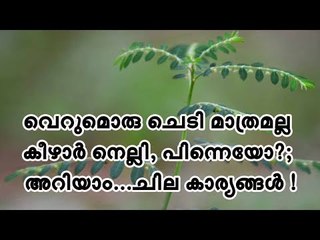 വെറുമൊരു ചെടി മാത്രമല്ല കീഴാർ നെല്ലി, പിന്നെയോ ?; അറിയാം... ചില കാര്യങ്ങള്‍ !