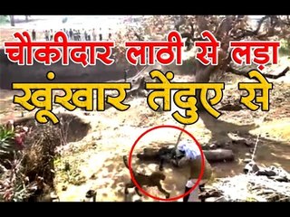 चौकीदार लाठी से लड़ा खूंखार तेंदुए से