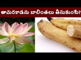 Amazing Benefits of Lotus Root