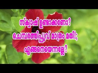 സ്ക്വാഷ്‌ ഉണ്ടാക്കണോ ? ചെമ്പരത്തിപ്പൂവ് മാത്രം മതി !; എങ്ങിനെയെന്നല്ലേ ?