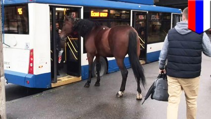 Lonely Russian horse tries to ride on the city bus