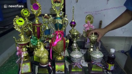Locals prepare for rhinoceros beetle fighting competition in northern Thailand