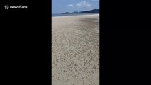 Thousands of tiny ghost crabs run along Thai beach during low tide