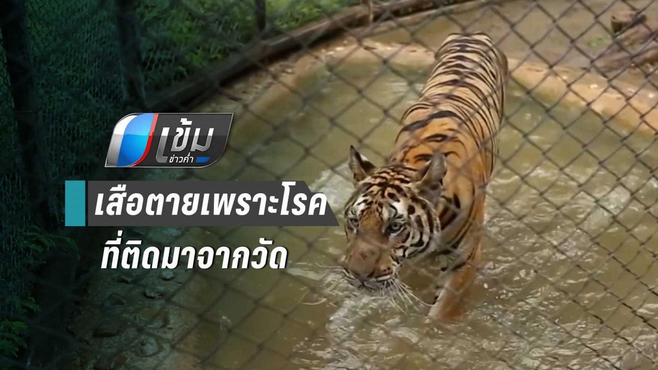 กรมอุทยานฯ คาด เสือตายเพราะโรคที่ติดมาจากวัดป่า...
