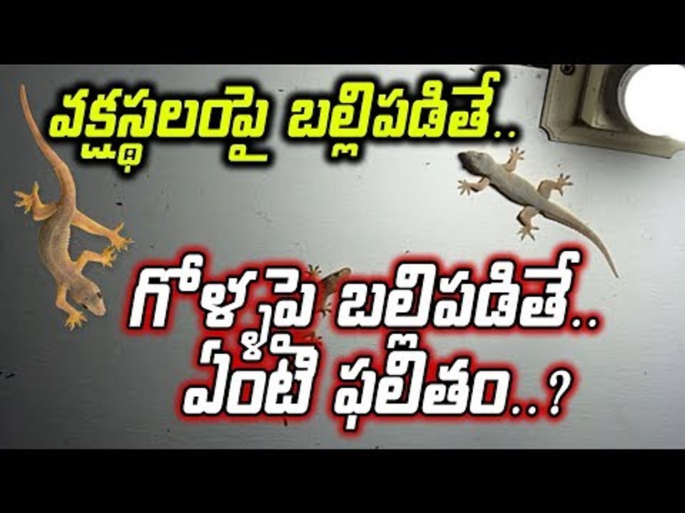 #Lizard వక్షస్థలంపై బల్లి పడితే ఫలితం ఏమిటో తెలుసా? #Fall #Bodyparts #Nails #Neck #stomach #eyes