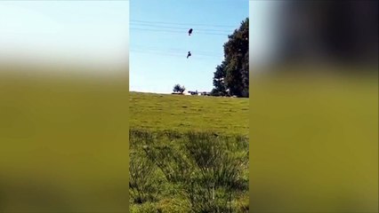 Lors d'un crash aérien, ce pilote, suspendu dans les airs, demande sa femme en mariage !