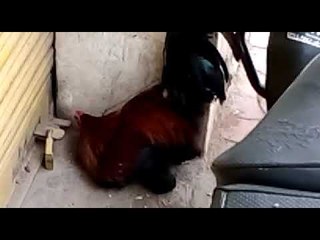 അങ്ങനെ ആ പൂവന്‍‌കോഴി രാവിലെ തന്നെ കട തുറക്കാനെത്തി!