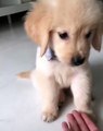 Adorable ! Le chien le plus mignon vous dit bonjour