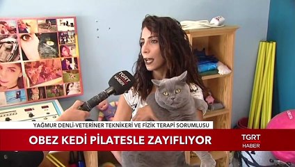 Obez Kedi 'Şanti' Pilatesle Zayıflıyor